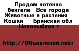 Продам котёнка бенгала - Все города Животные и растения » Кошки   . Брянская обл.,Новозыбков г.